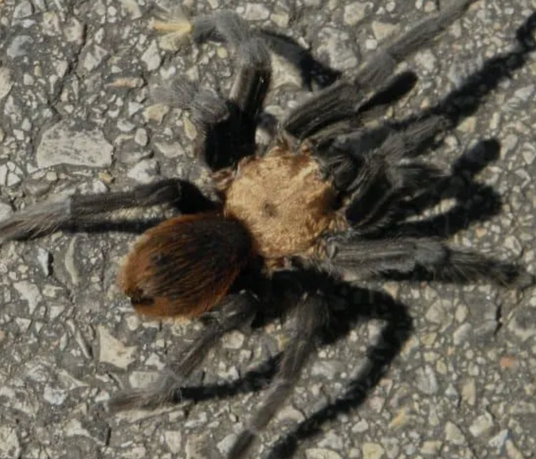 Aphonopelma hentzi (Texas brown).5” freebie over 75”