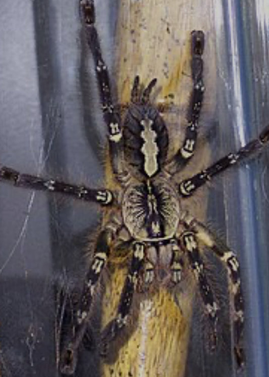 Poecilotheria ornata (Fringed ornamental).75-1”ESA AZ sales only
