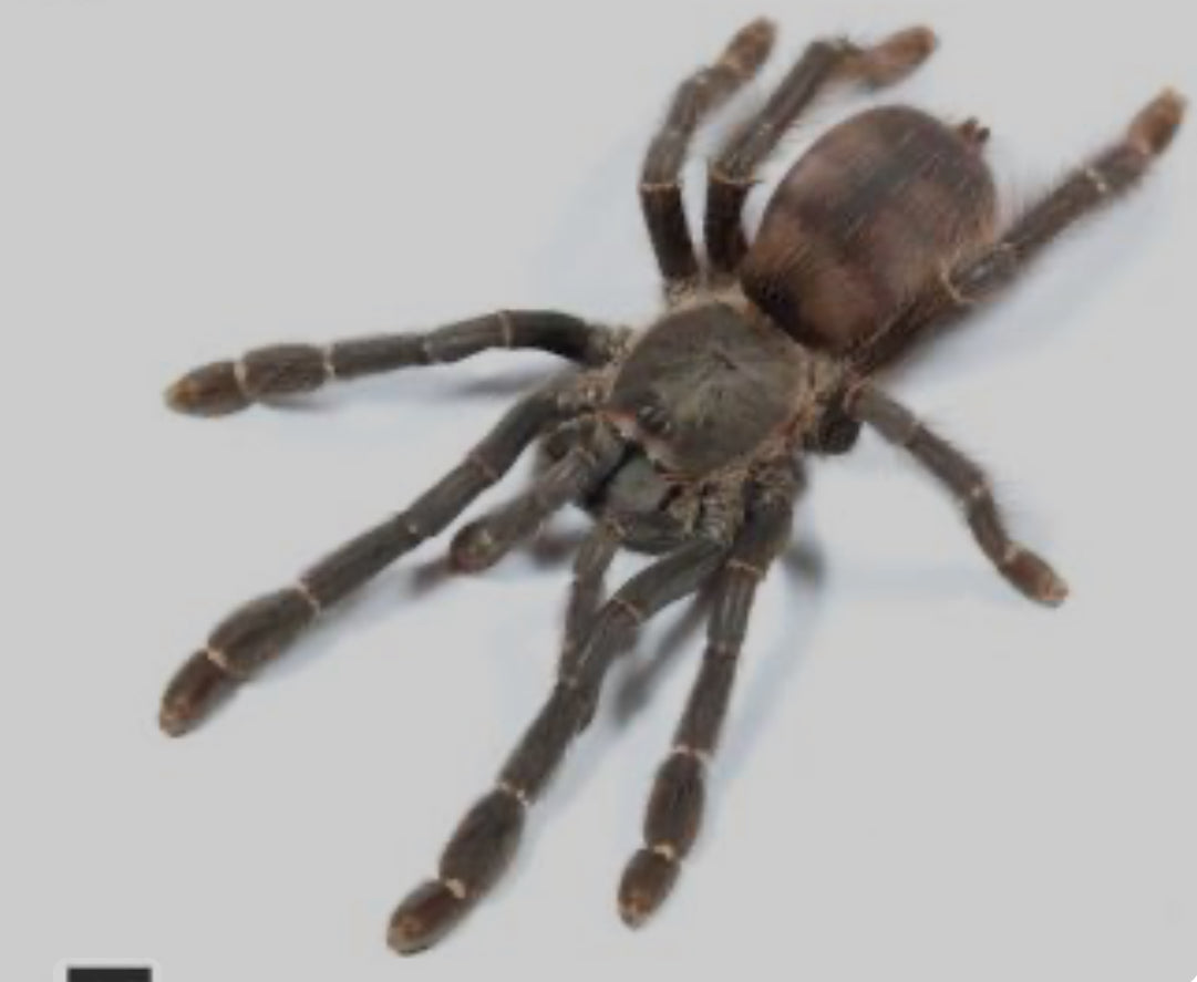 Amazoniuss burgessi (Ghost Tree Spider) 1"