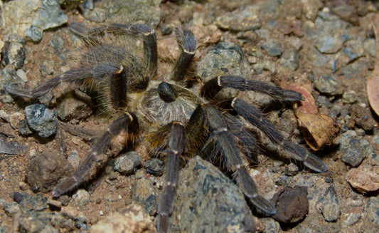 CERATOGYRUS DARLINGI (REAR-HORNED BABOON) 1.5”