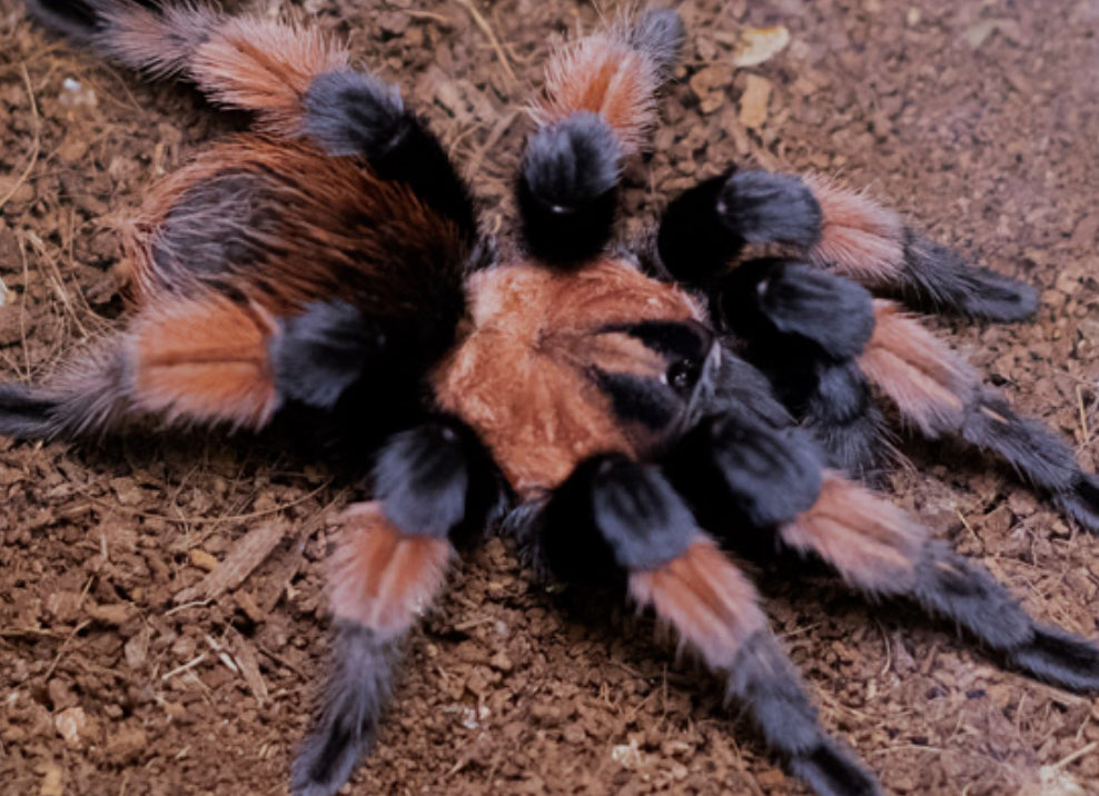 Brachypelma emilia (Mexican Red Leg) .5”