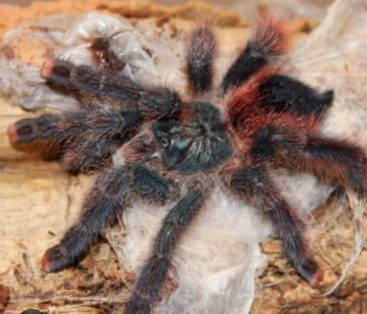 Avicularia Braunshauseni (Goliath Pink Toe).5-.75”