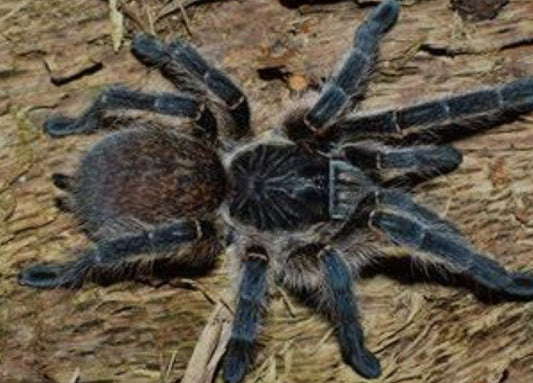 Harpactira baviana (Purcell's Baboon) .5"