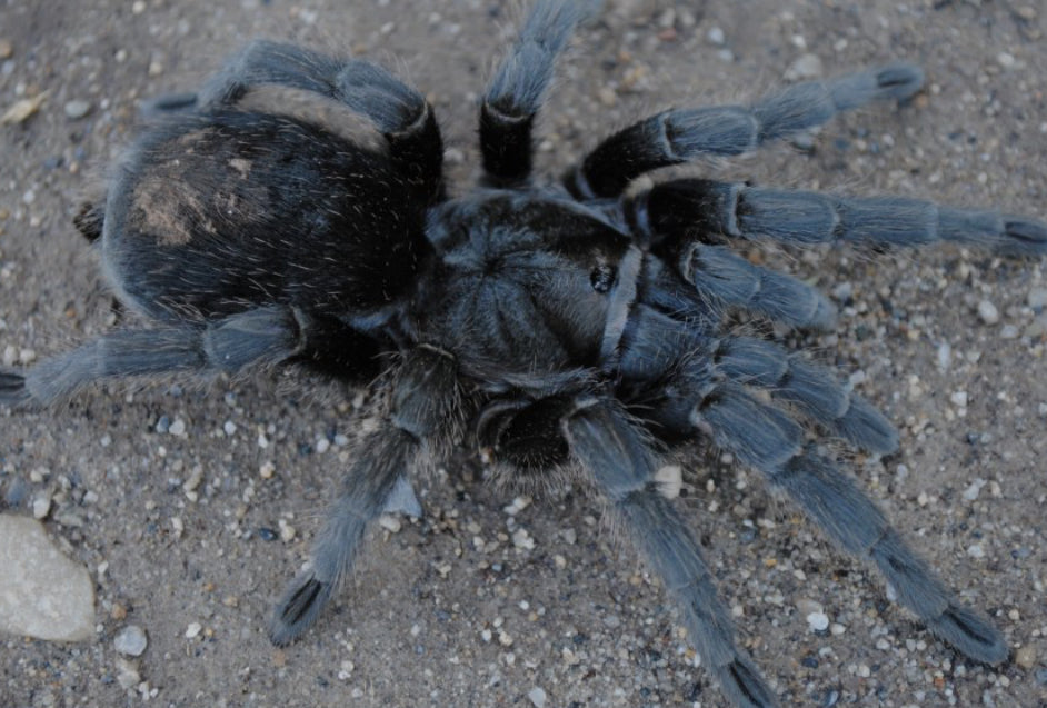 Grammostola quirogai (Uruguayan Black Beauty) .75" similar to G pulchra