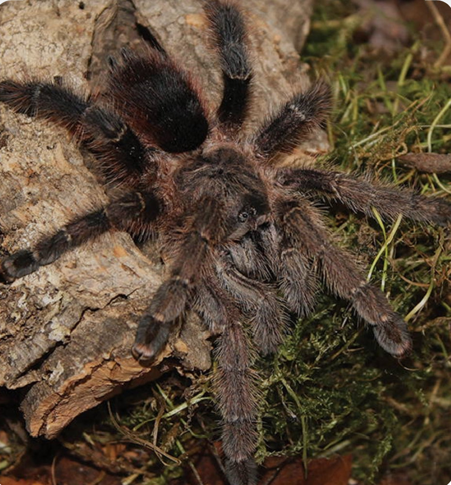 Avicularia merianae(Peruvian cinnamon pinktoe).5”