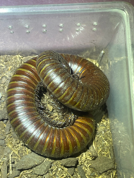 Orthoporus ornatus (Desert millipede) 4-5”
