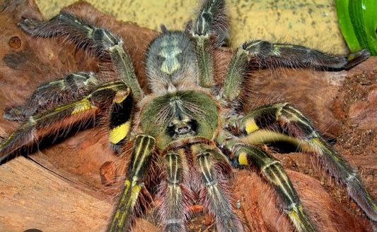Poecilotheria rufilata (Redslate ornamental)1”