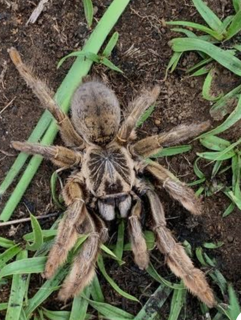 Augacephalus breyeri(lowveld golden baboon).75”