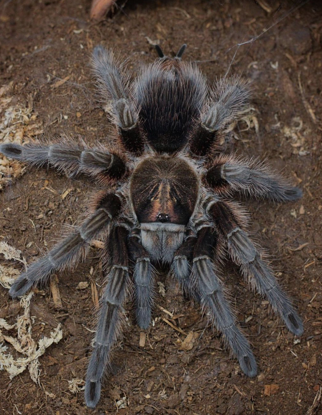 Phormictopus cancerides (Haitian Brown) 0.75"