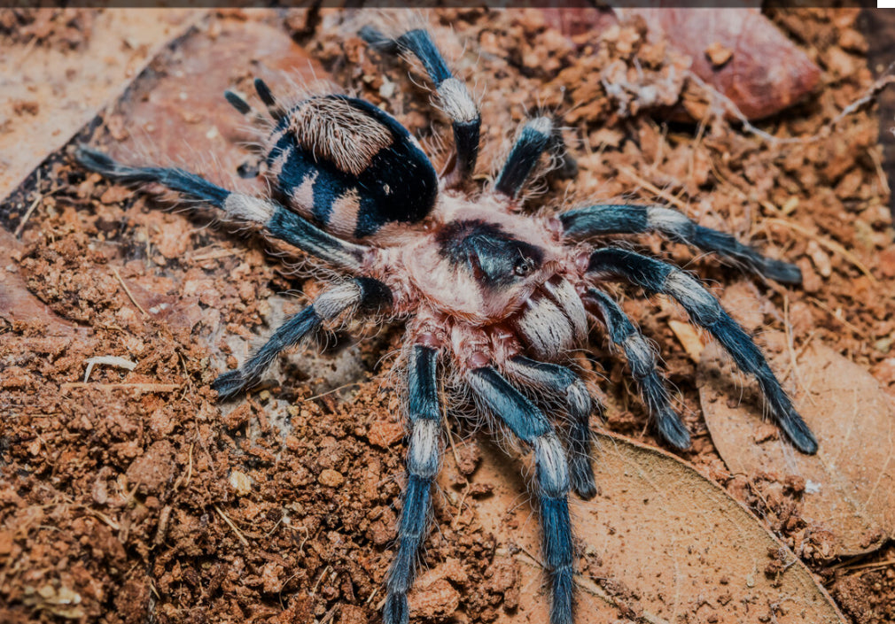 Cyriocosmus ritae (Peruvian black & white dwarf) .25”