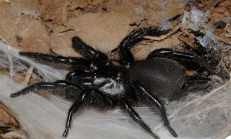 Macrothele yani (Yunnan funnel web) .25-.5”