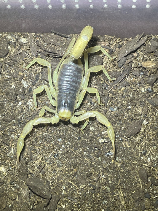 Hadrurus arizonensis (desert hairy)2”