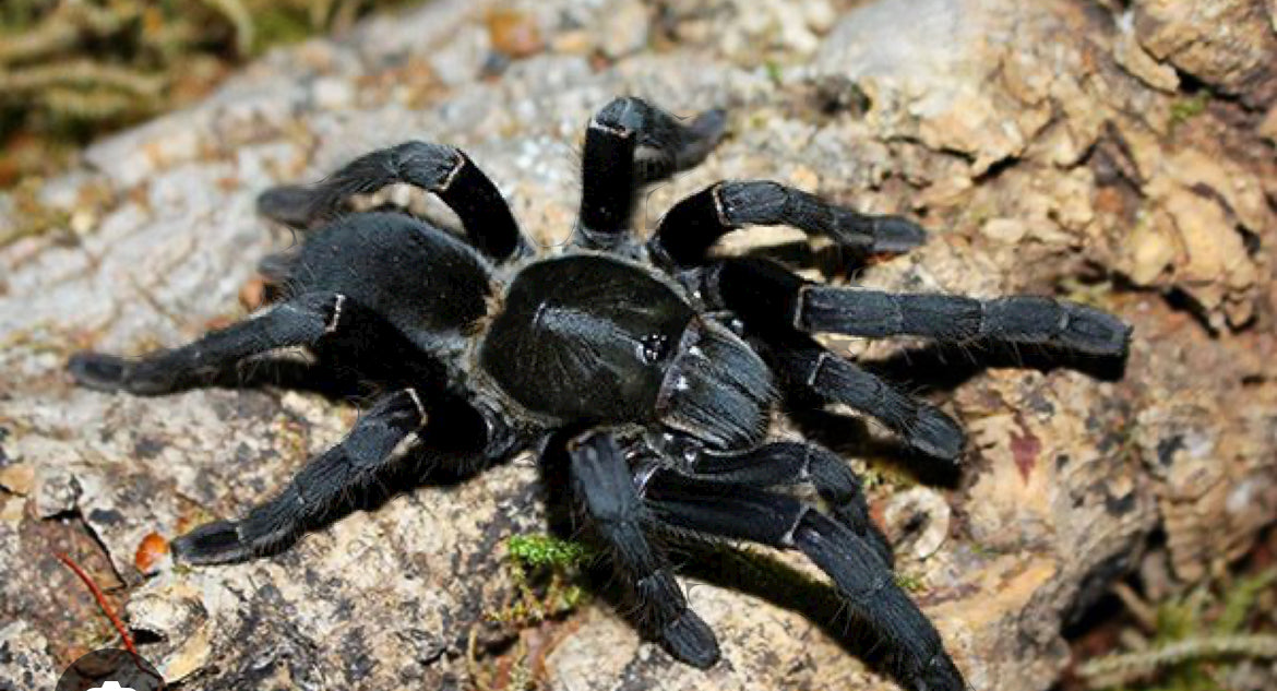 Melopoeus vonwirthi 'Big Black' (Big Black Earth Tiger).75”