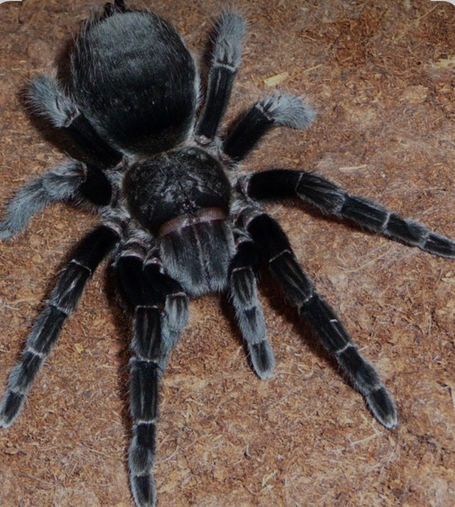 Tliltocatl schroederi (Mexican black Vevet).75”