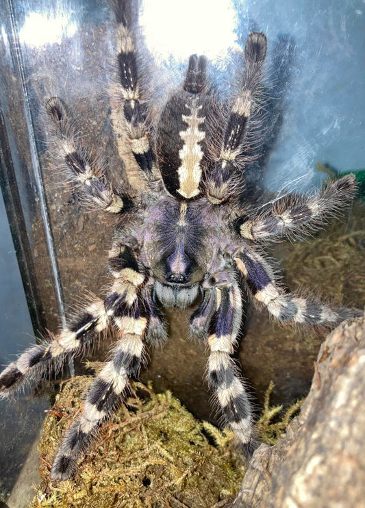 Poecilotheria tigrinawesseli (wessel’s tree spider)1”