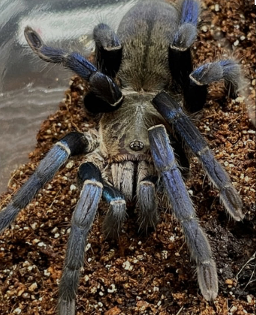 Cyriopagopus lividus (Cobalt Blue) 0.5"