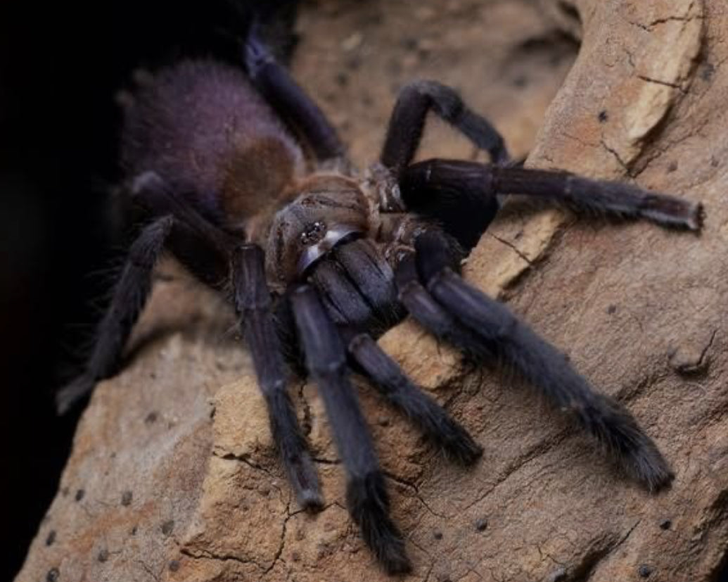 Orphnaecus sp. Quezon Blue (Quezon Blue Earth Tiger).5-.75” freebie over 75$