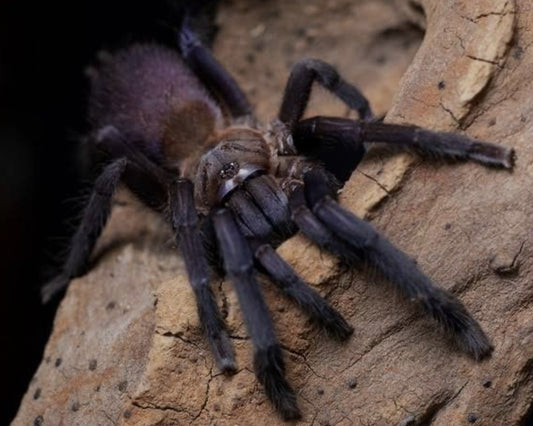 Orphnaecus sp. Quezon Blue (Quezon Blue Earth Tiger).5-.75” freebie over 75$