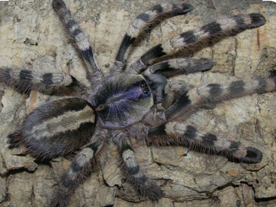 Poecilotheria formosa (Salem Ornamental) .75”