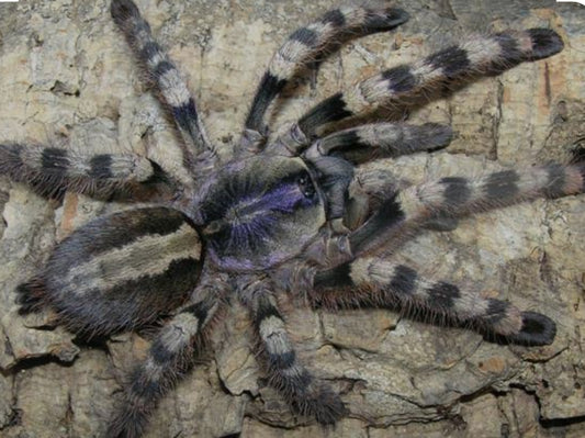 Poecilotheria formosa (Salem Ornamental) .75”