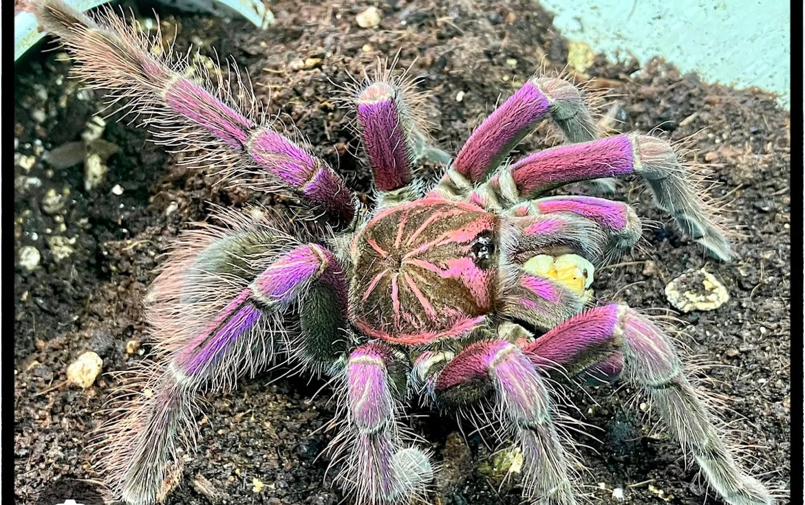 Pamphobeteus sp 'Platyomma' (Pink Bloom)1”