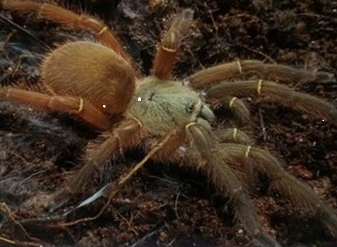 Ephebopus uatuman( Emerald skeleton) .5”