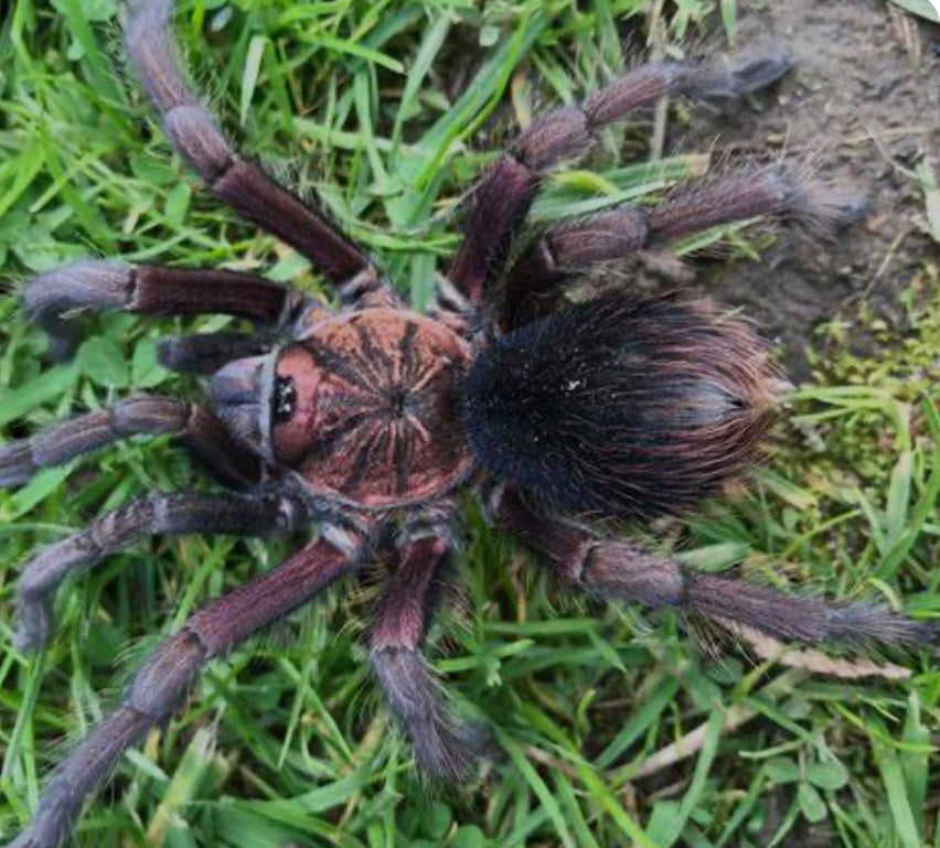 Phormictopus sp 'Bahayibe' 0.75"