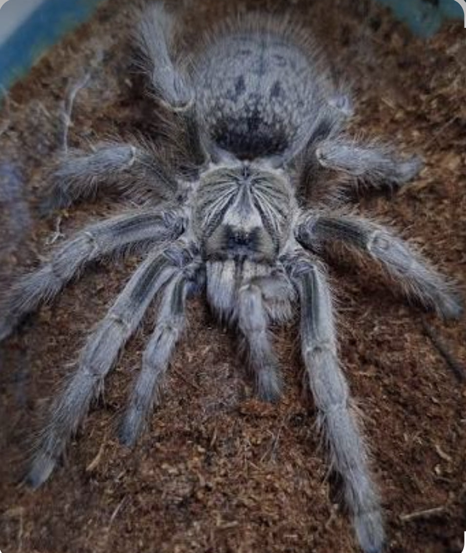 Harpactria dictator (Dictator baboon).75”