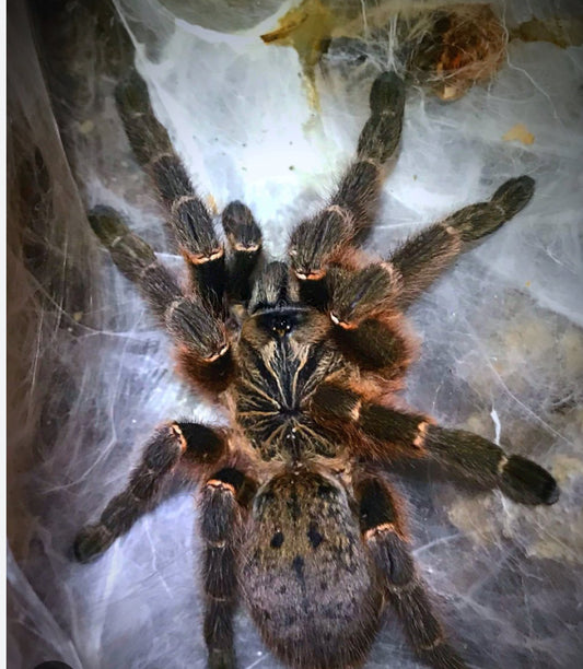 Pterinochilus murinus DCF Kigoma 3-4” penult male