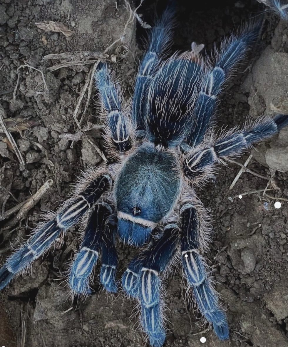 Aphonopelma seemani (Costa Rican zebra)