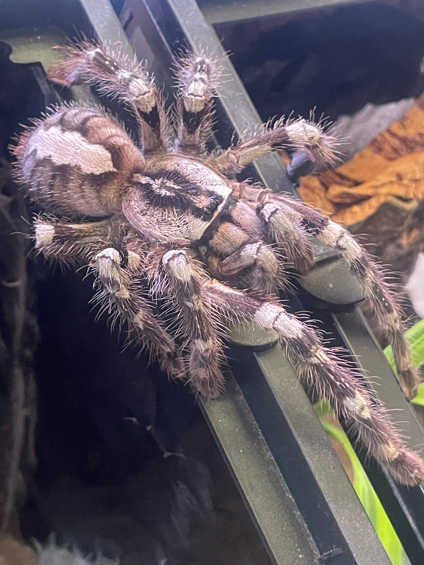 Poecilotheria regalis (Indian Ornamental)freebie over 200$.75”