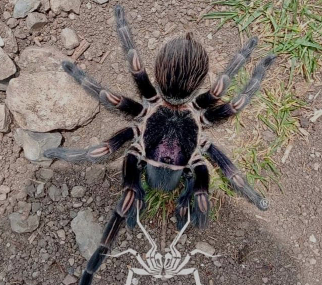 Theraphosinae sp 'Yakta' 0.5"