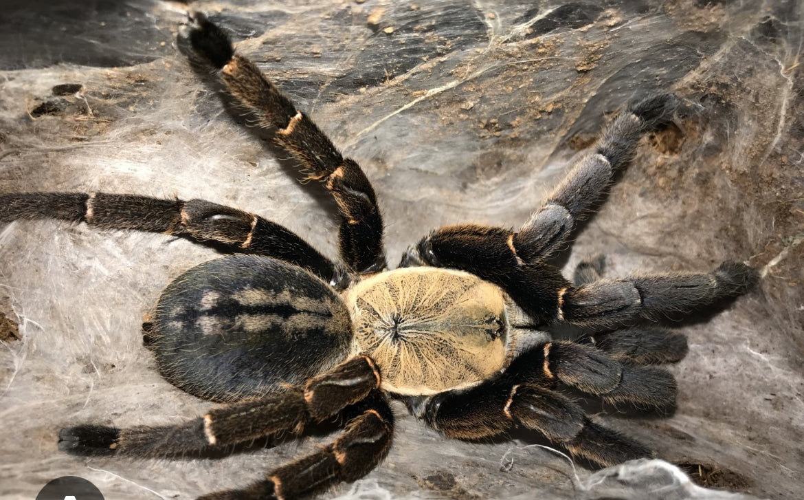 Cyriopagopus sp 'Bach Ma' (Bach Ma Earth Tiger).75”