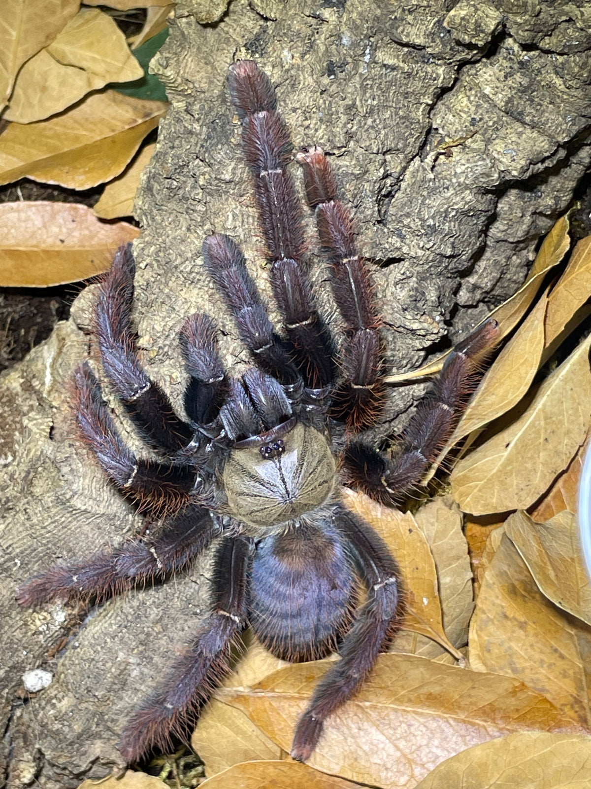 Phormingochilus sp sabah red (crimson purple bat eater)