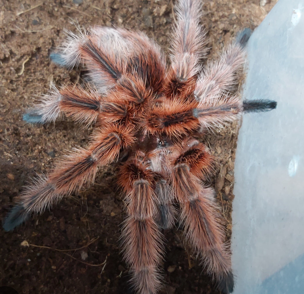 Grammostola rosea RCF ( Chilean rosehair Red color form)