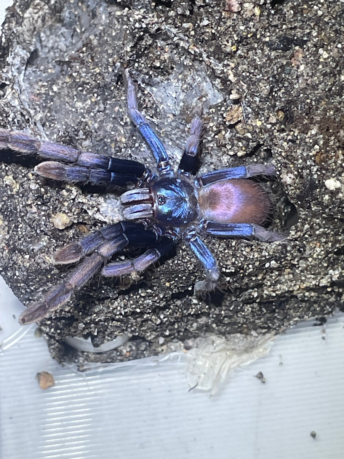 Cilantica psychedelicus(LSD earth tiger).5”