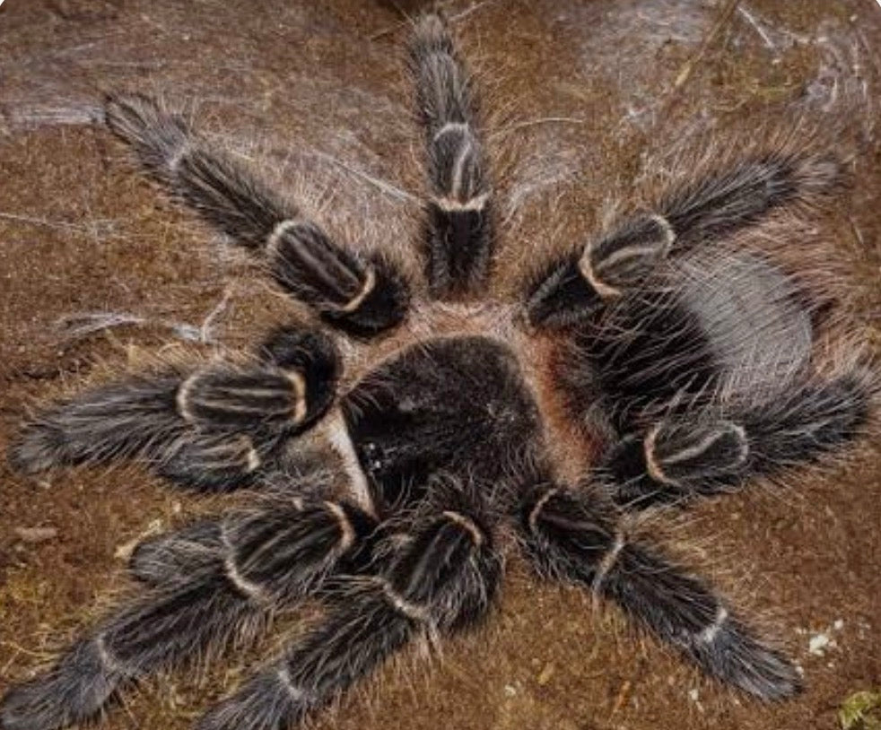 Lasiodora klugi (Bahia scarlet birdeater).5”