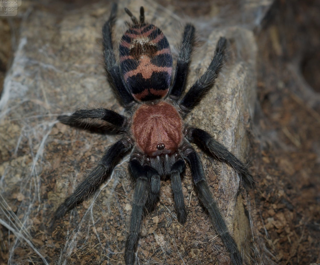 Davus pentaloris ( Tiger rump).5”