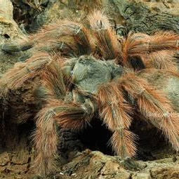 Nhandu tripepii (Brazilian Giant Blonde) 0.25"