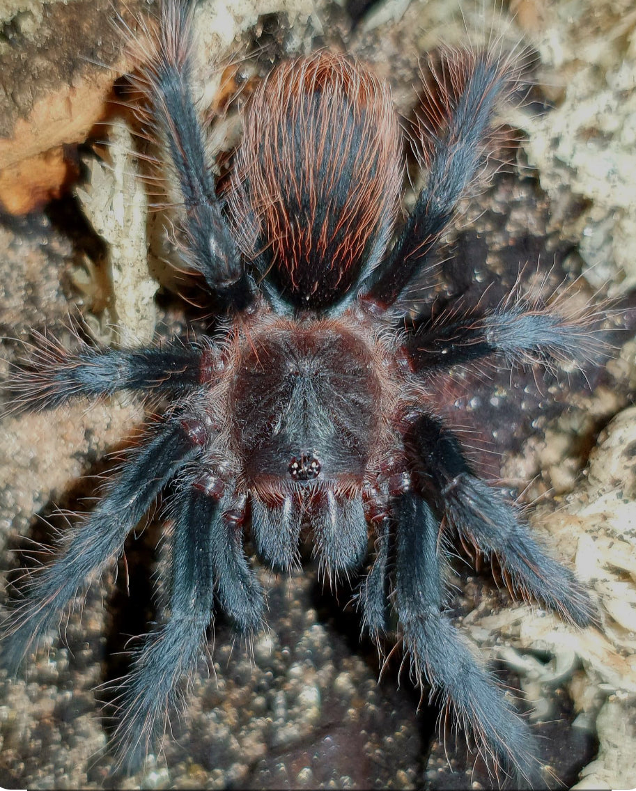 Tlitocatl kahlenbergi(Veracruz red rump).2-3” male not mature