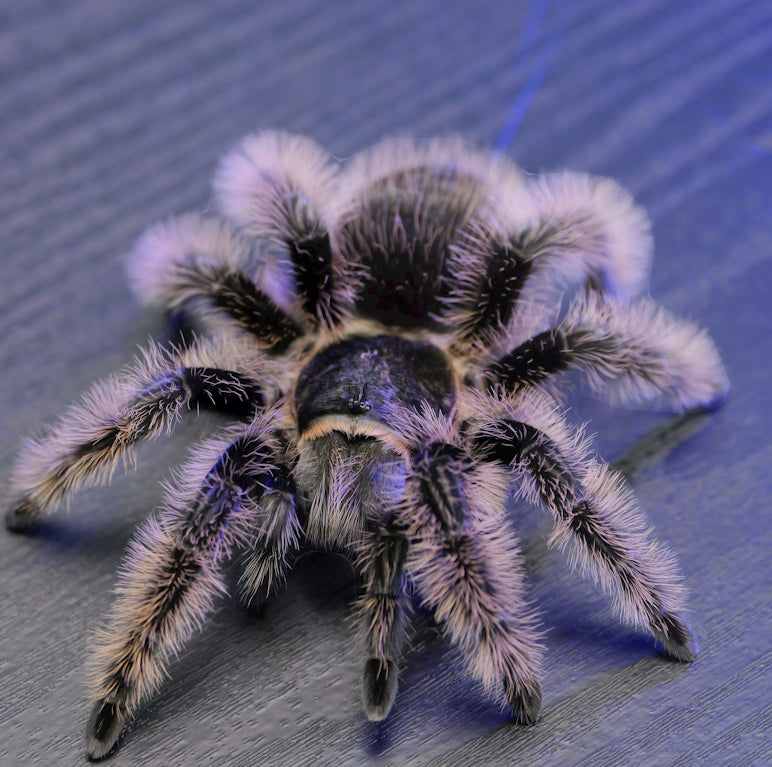 Tliltocatl Albopilosus (Curly Hair).75”