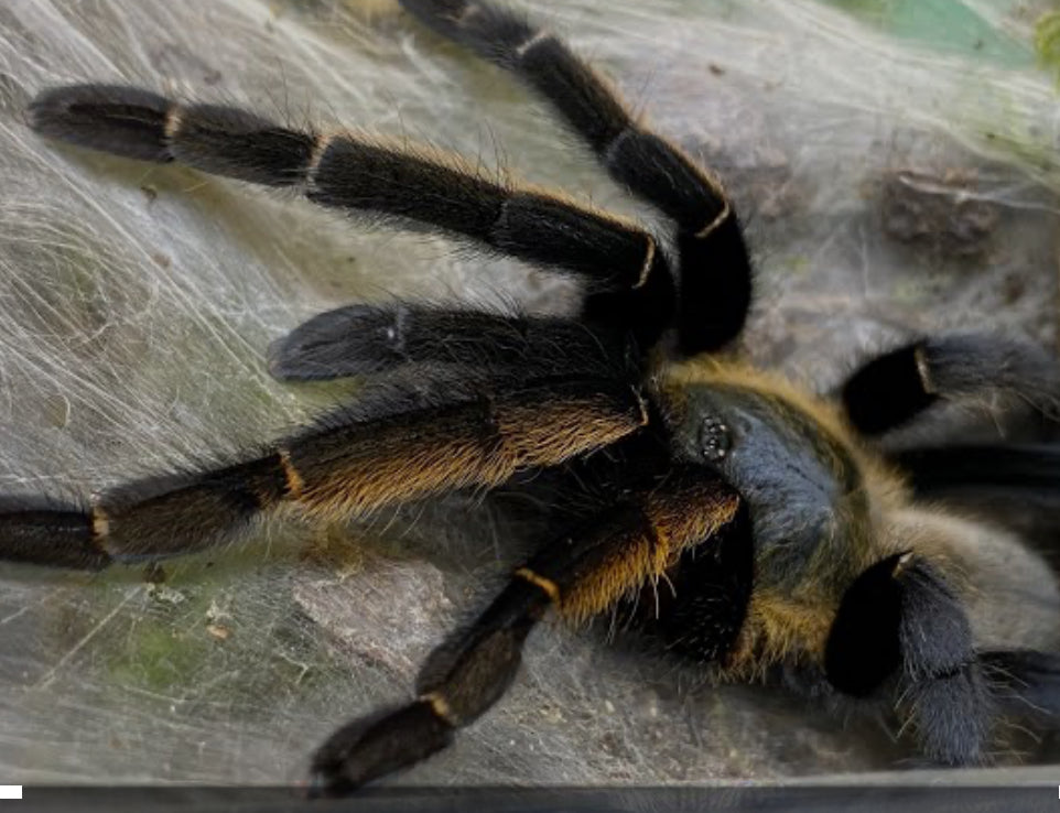 Ornithoctonus aureotibialis (Thai Golden Fringe) 0.75"