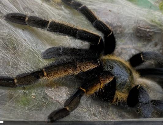 Ornithoctonus aureotibialis (Thai Golden Fringe) 0.75"