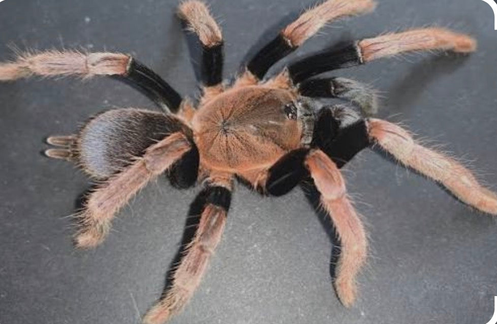 Selenocosmia arndsti (New Guinea Rust-Orange).25-.5”