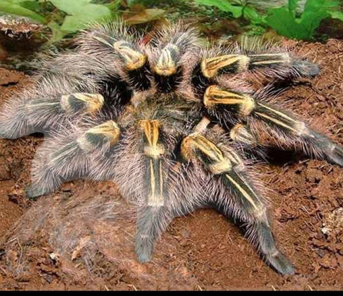 Grammostola pulchripes (Chaco Golden-Knee).5”