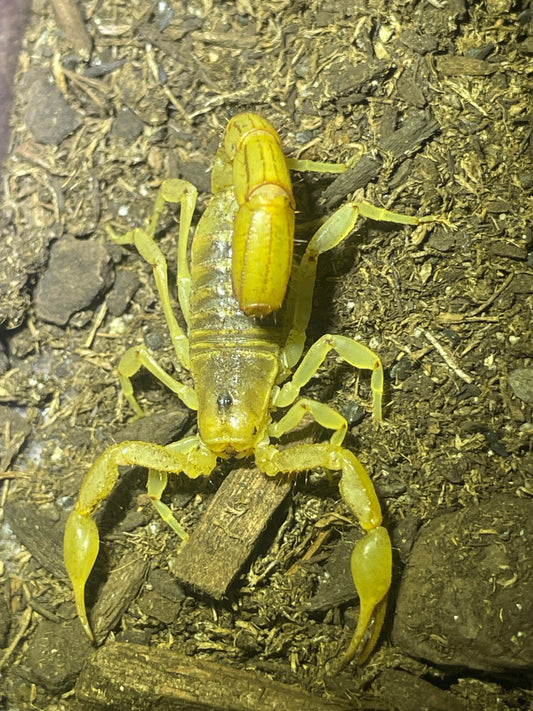 Paravaejovis spinigerus (striped devil scorpion)1-2”