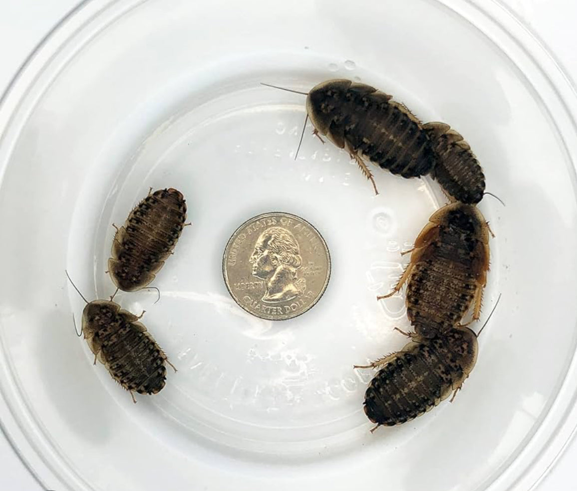 Dubia Roach
