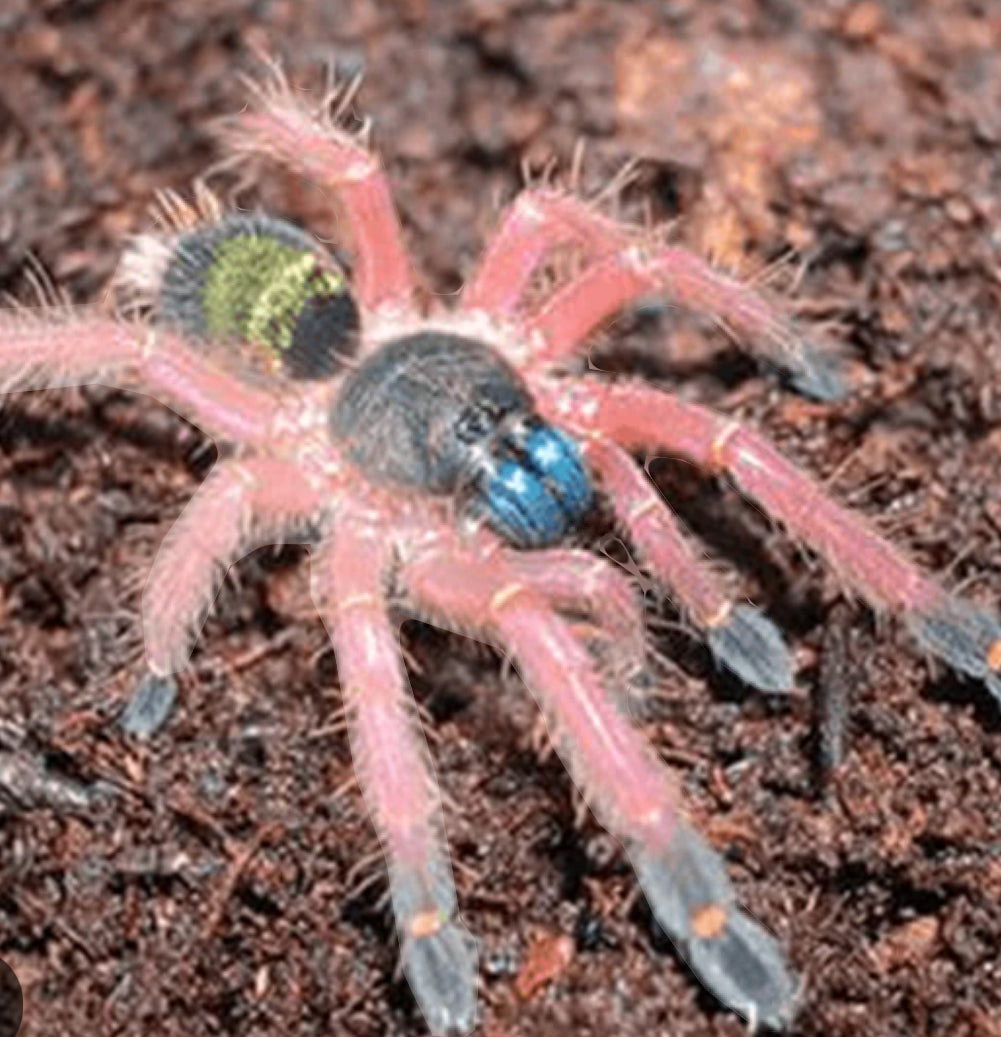 Ephebopus cyanoganthus ( blue fang skeleton).5-.75”
