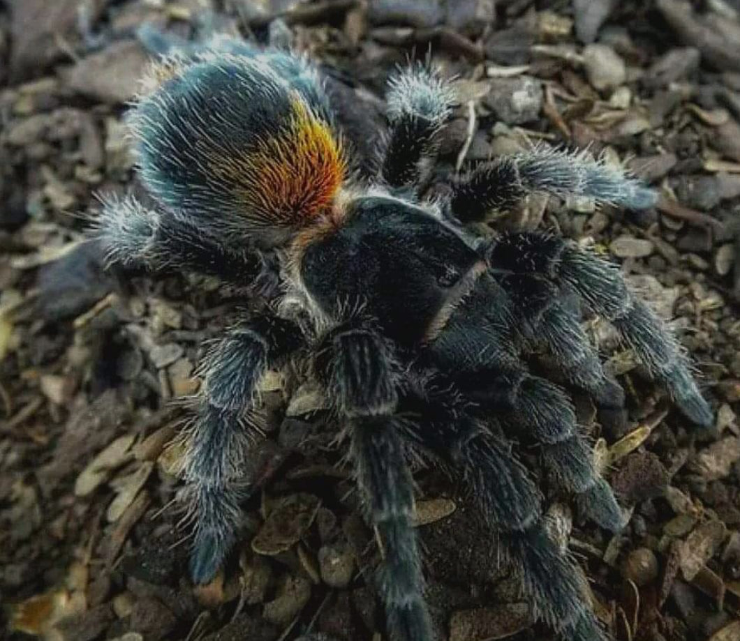 Homoeomma orellanai (Chilean yellow flame).25”