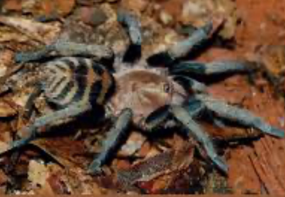 Anqasha picta (Anqasha tiger rump).75”